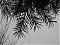 happyeverafter's Avatar