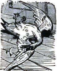 Dead puffin